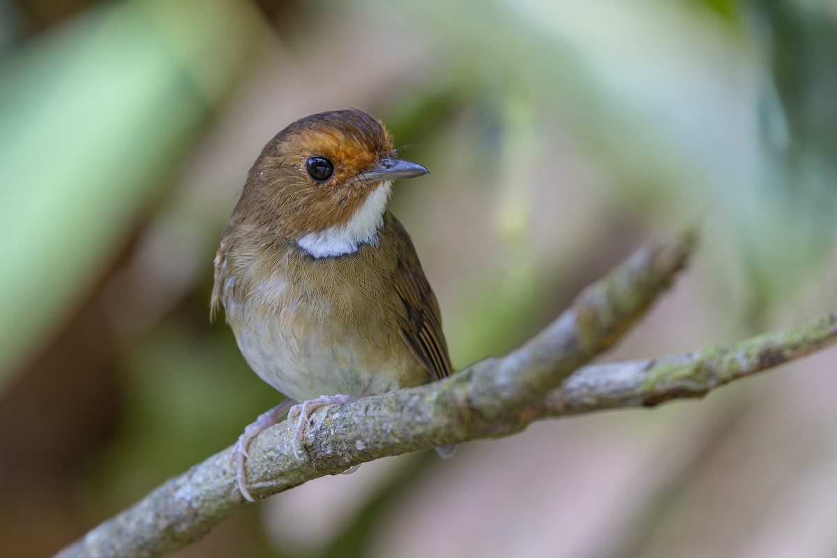 Rufous-browed Flycatcher - ML643587967