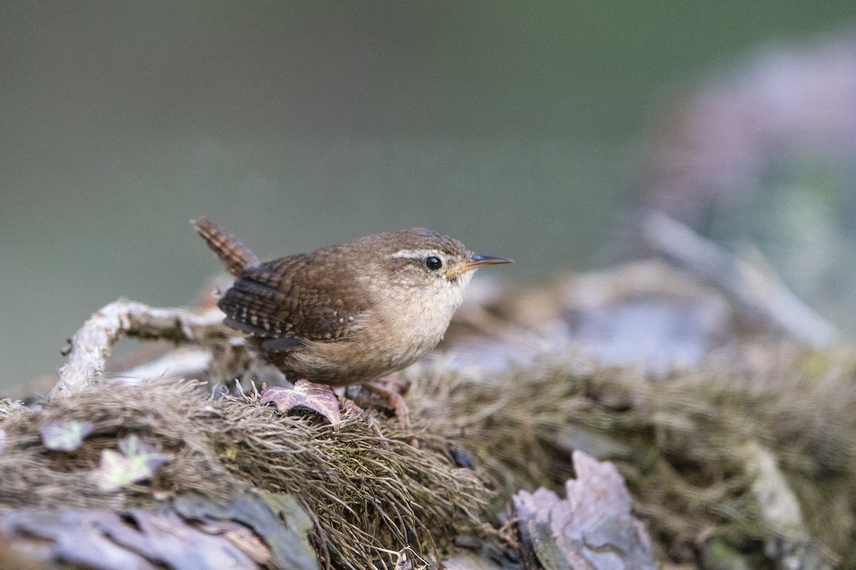 Eurasian Wren - ML643587975