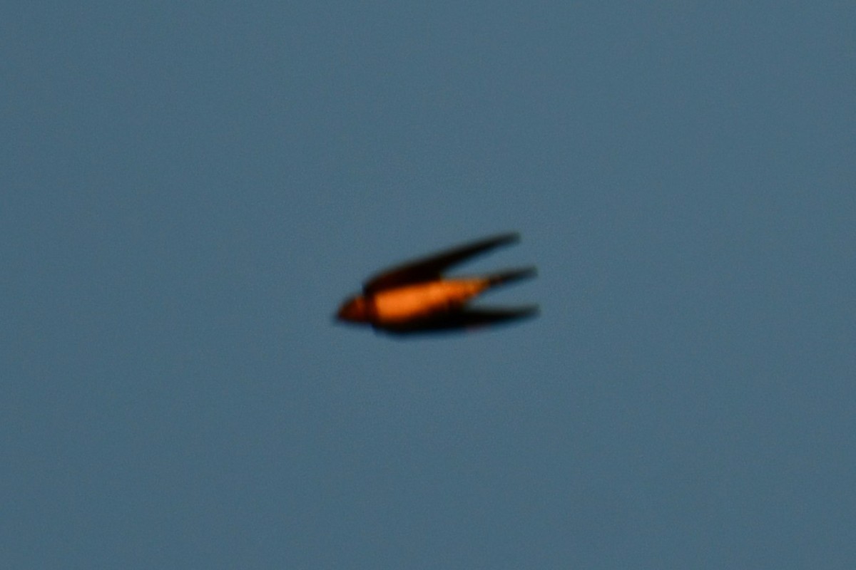 Barn Swallow - ML643587980