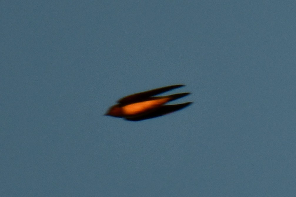 Barn Swallow - ML643587981