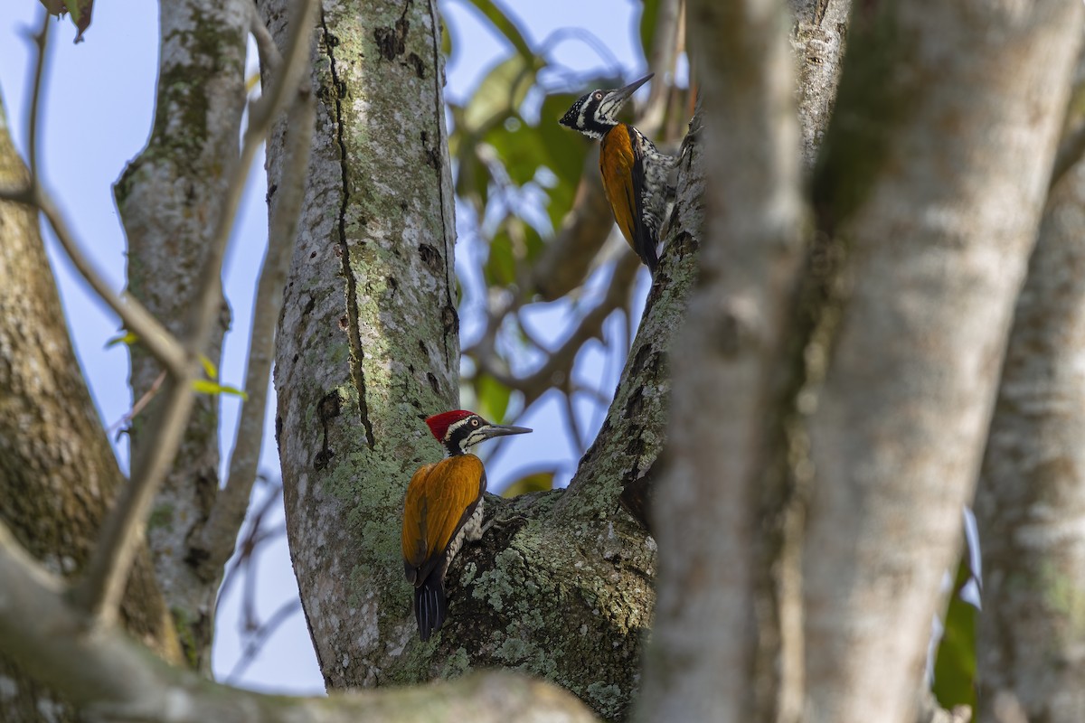 Greater Flameback - ML643587983