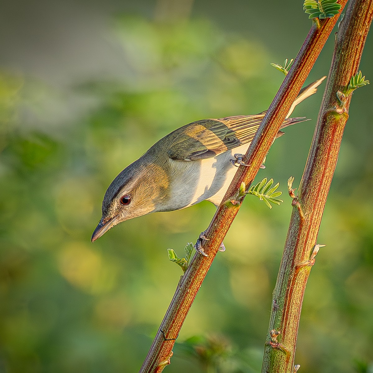 Red-eyed Vireo - ML643588004