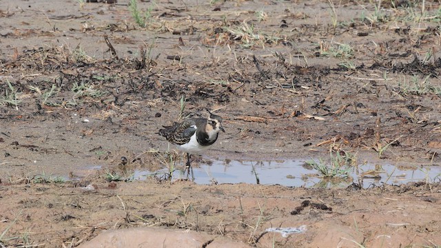 Northern Lapwing - ML643588005