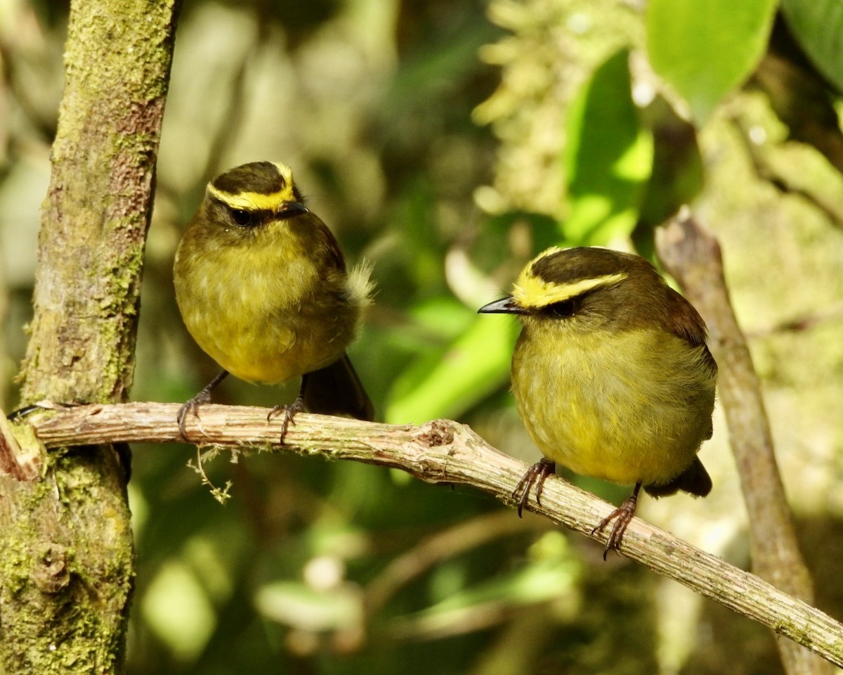 Yellow-bellied Chat-Tyrant - ML643588009