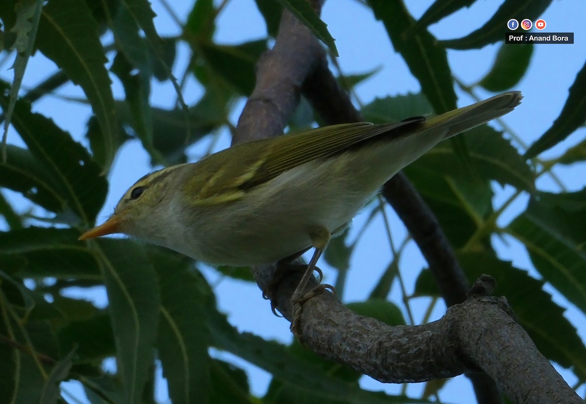 Western Crowned Warbler - ML643588019