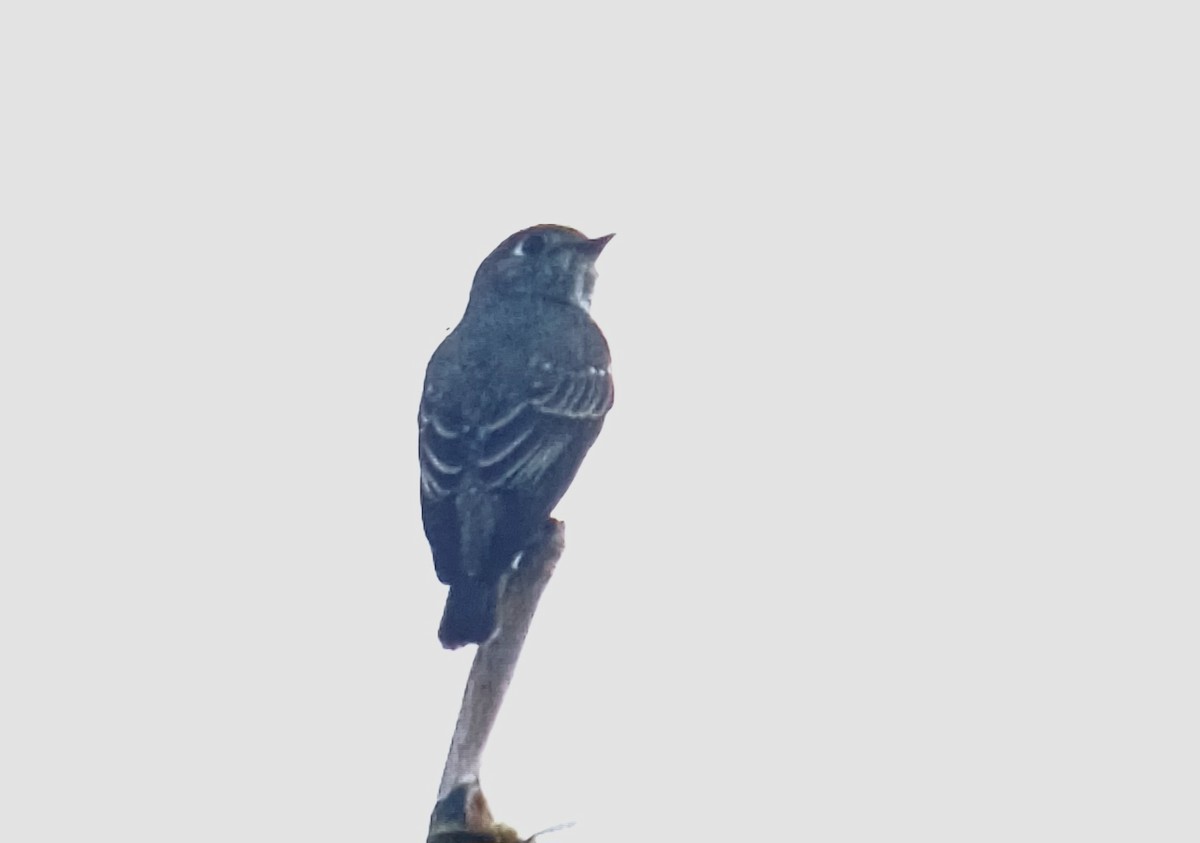 Dark-sided Flycatcher - ML643588021