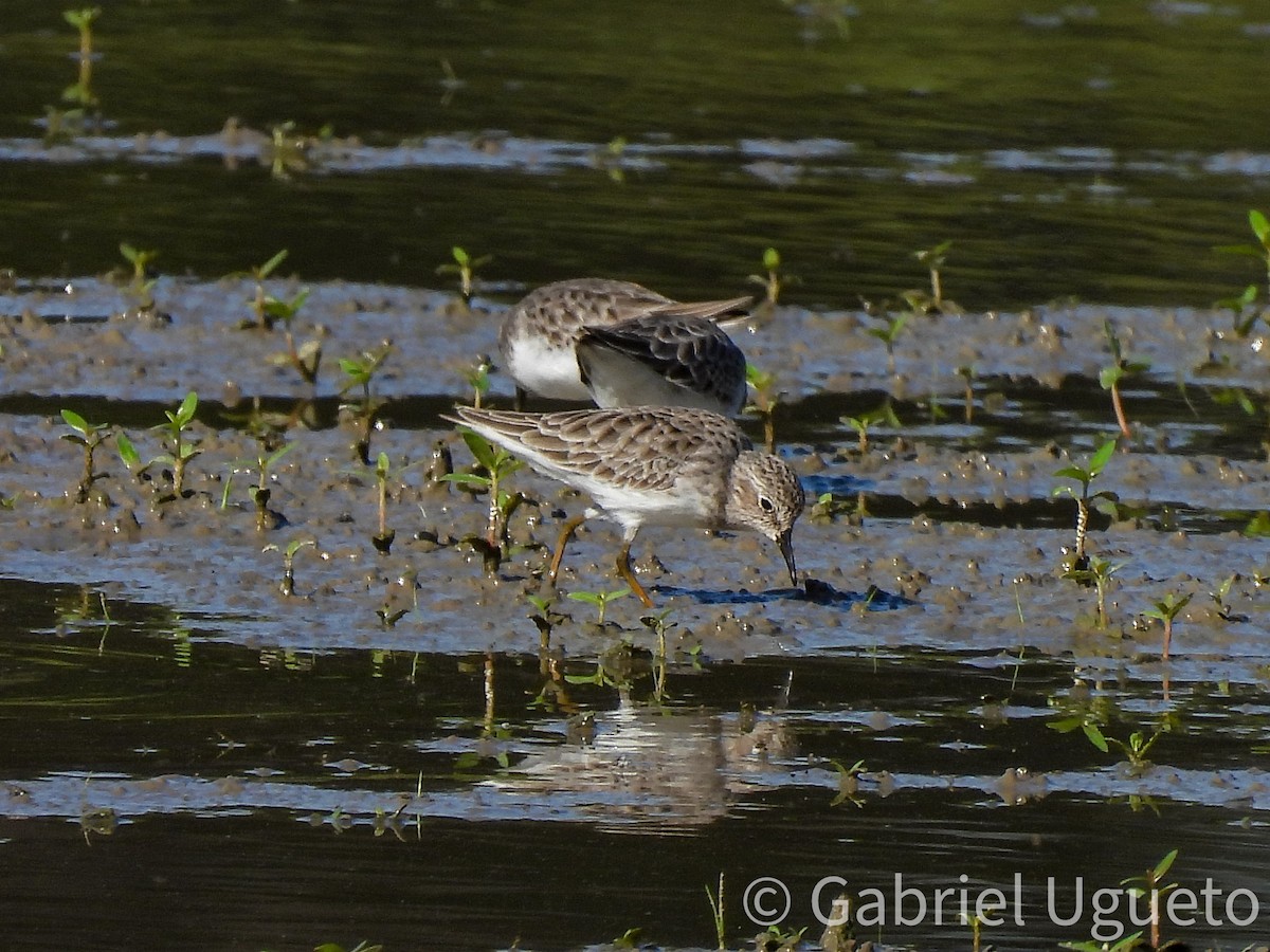 Least Sandpiper - ML643588036