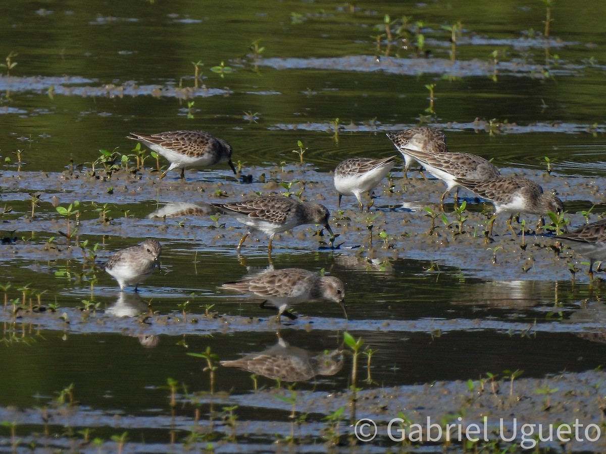 Least Sandpiper - ML643588037