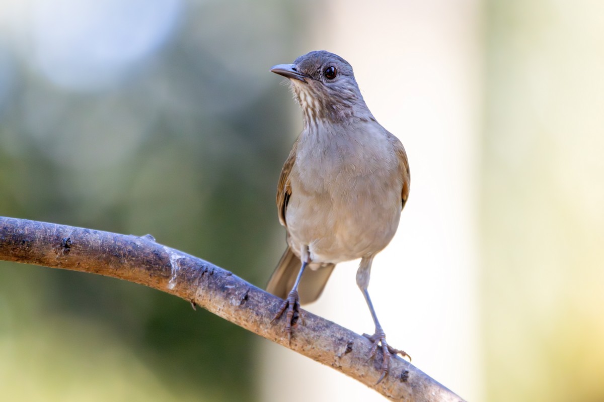 Pale-breasted Thrush - ML643588047