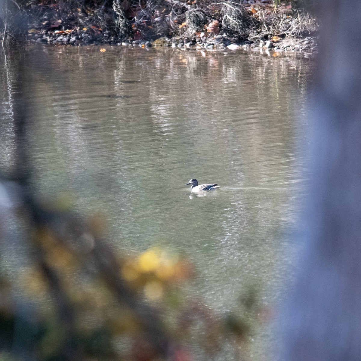 Green-winged Teal - ML643588093