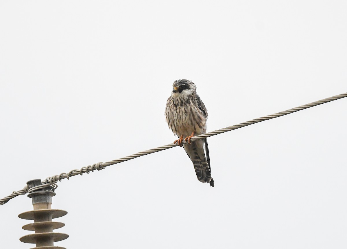 Red-footed Falcon - ML643588094