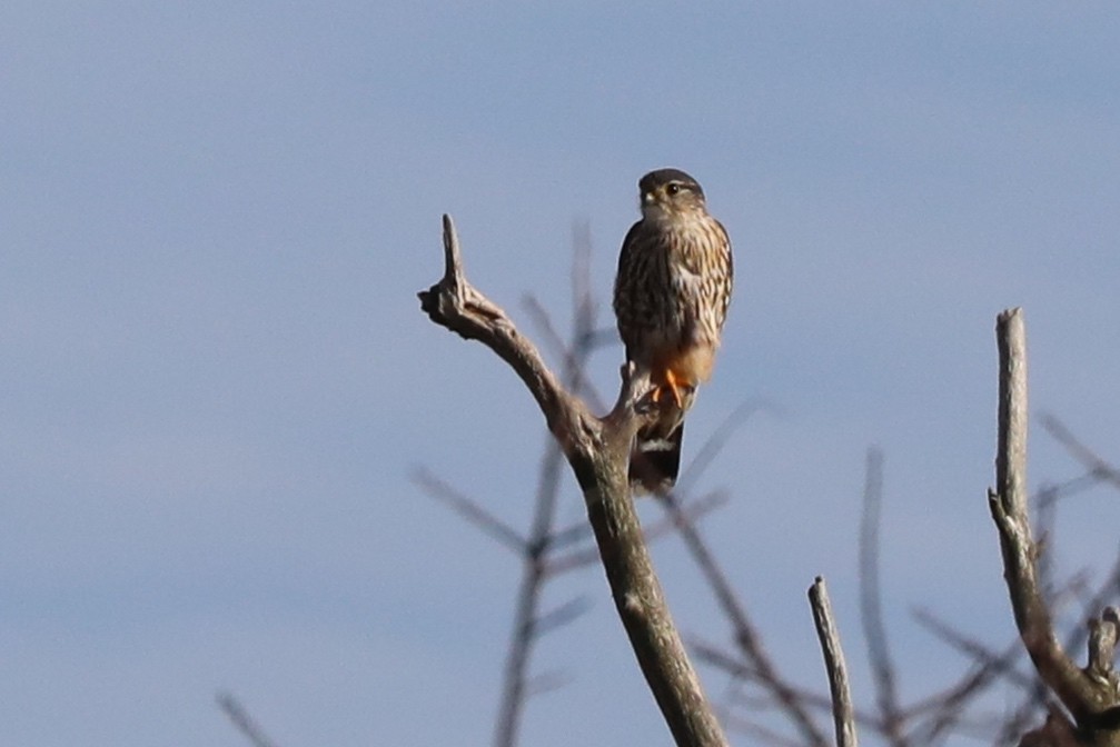 Merlin - ML643588111