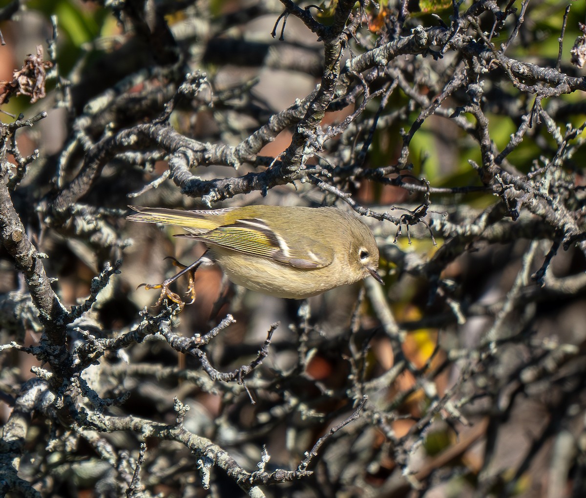 Ruby-crowned Kinglet - ML643588113