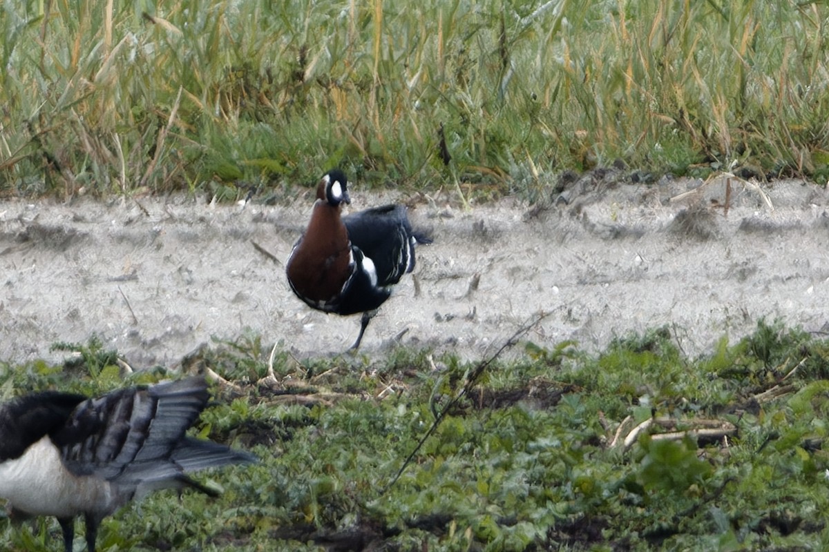 rødhalsgås - ML643588158