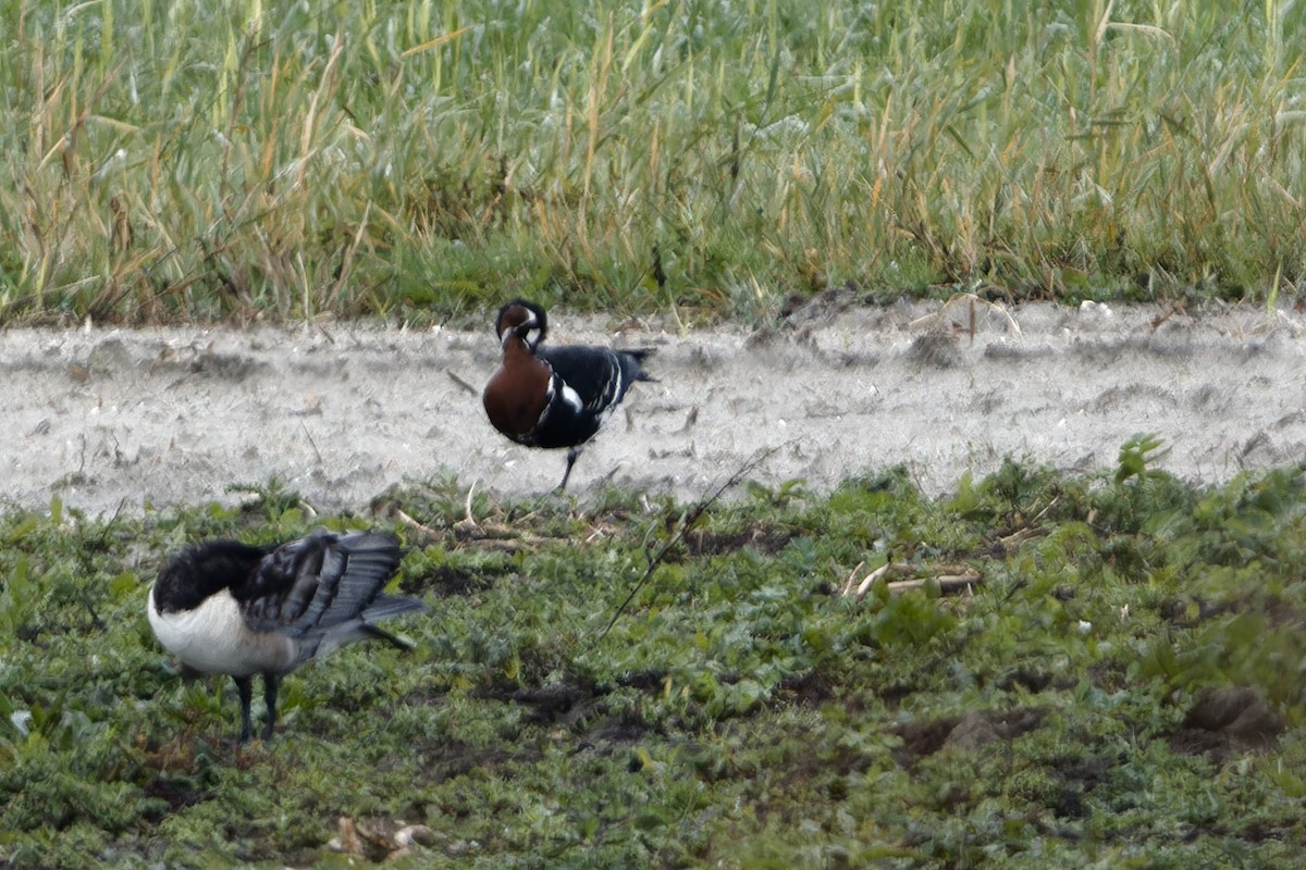 rødhalsgås - ML643588159