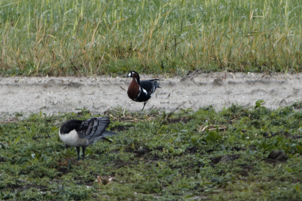 rødhalsgås - ML643588160