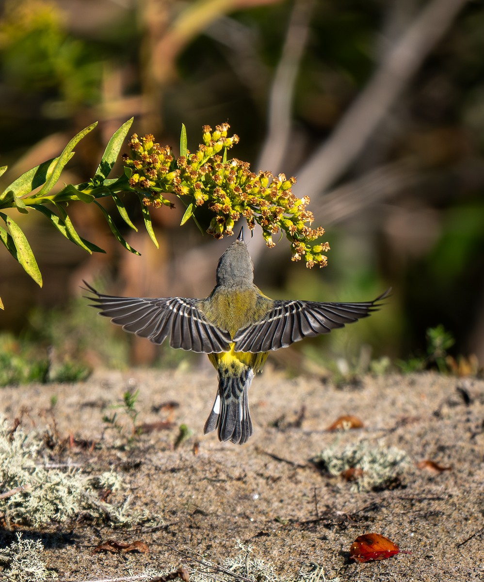 Magnolia Warbler - ML643588166
