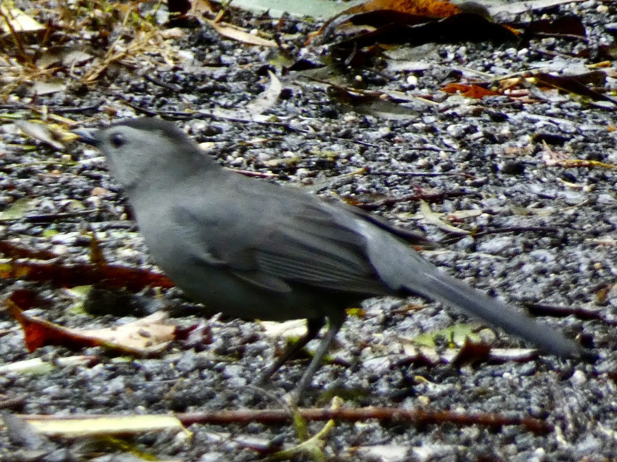 kattespottefugl - ML643588171