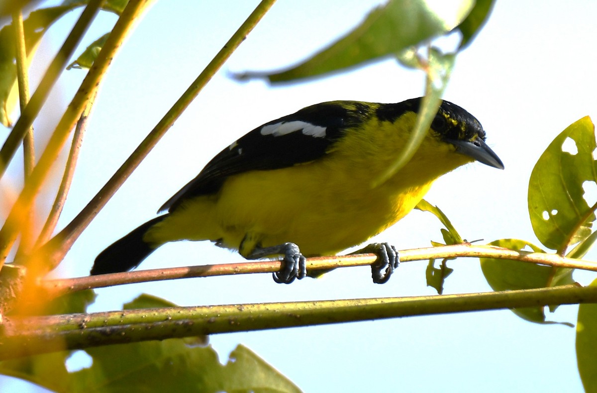 Common Iora - ML643588175