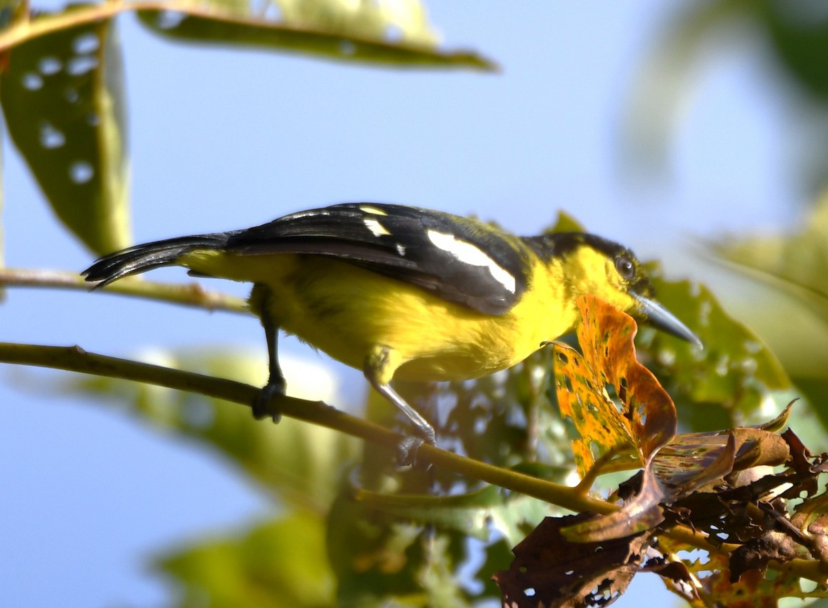 Common Iora - ML643588176