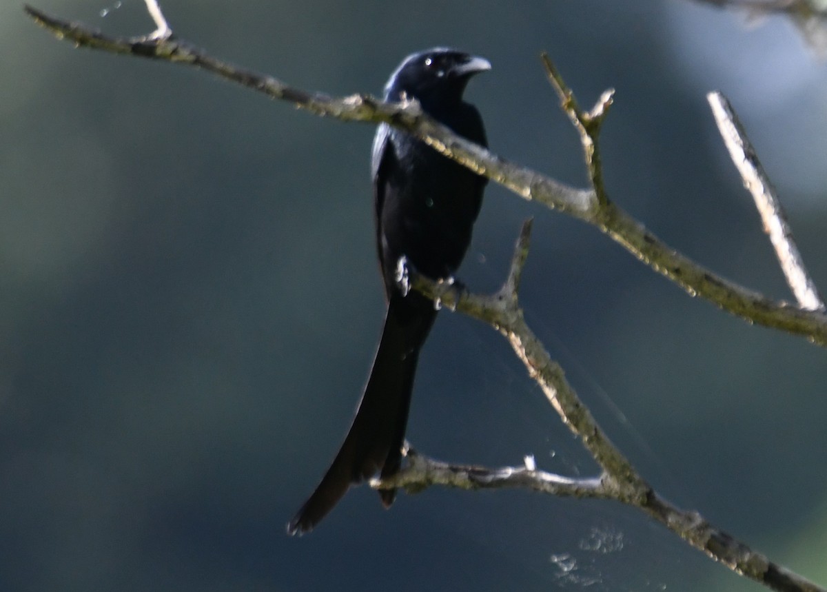 Black Drongo - ML643588177