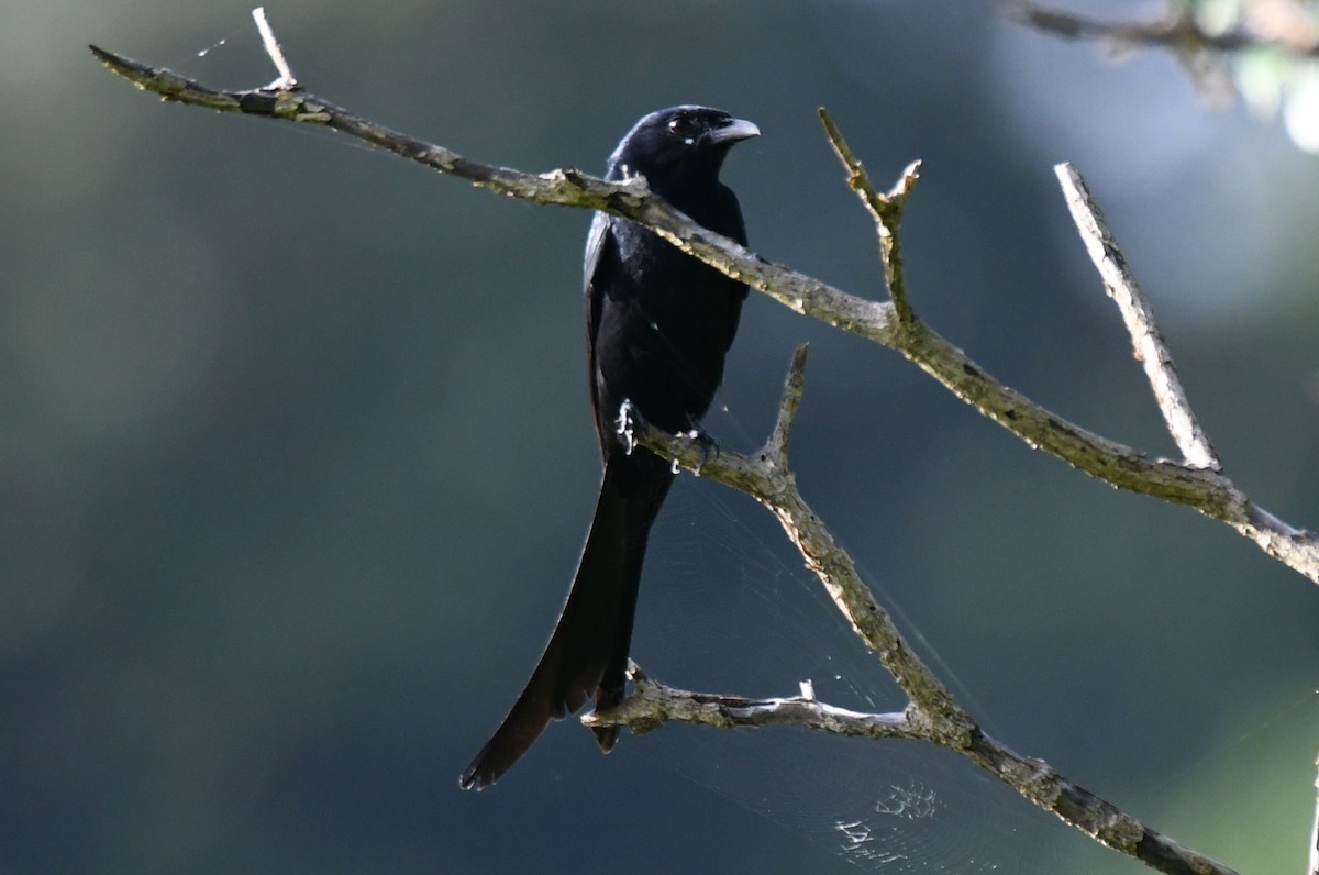 Black Drongo - ML643588181