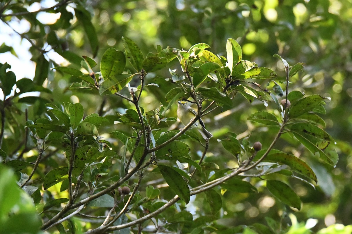 White-eyed Vireo - ML643588188