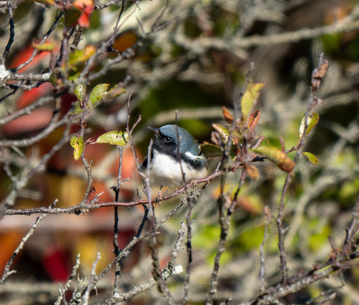 Black-throated Blue Warbler - ML643588234