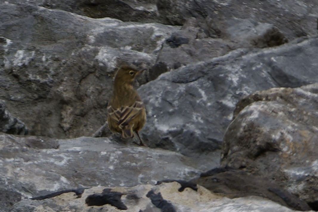 Rock Pipit - ML643588239