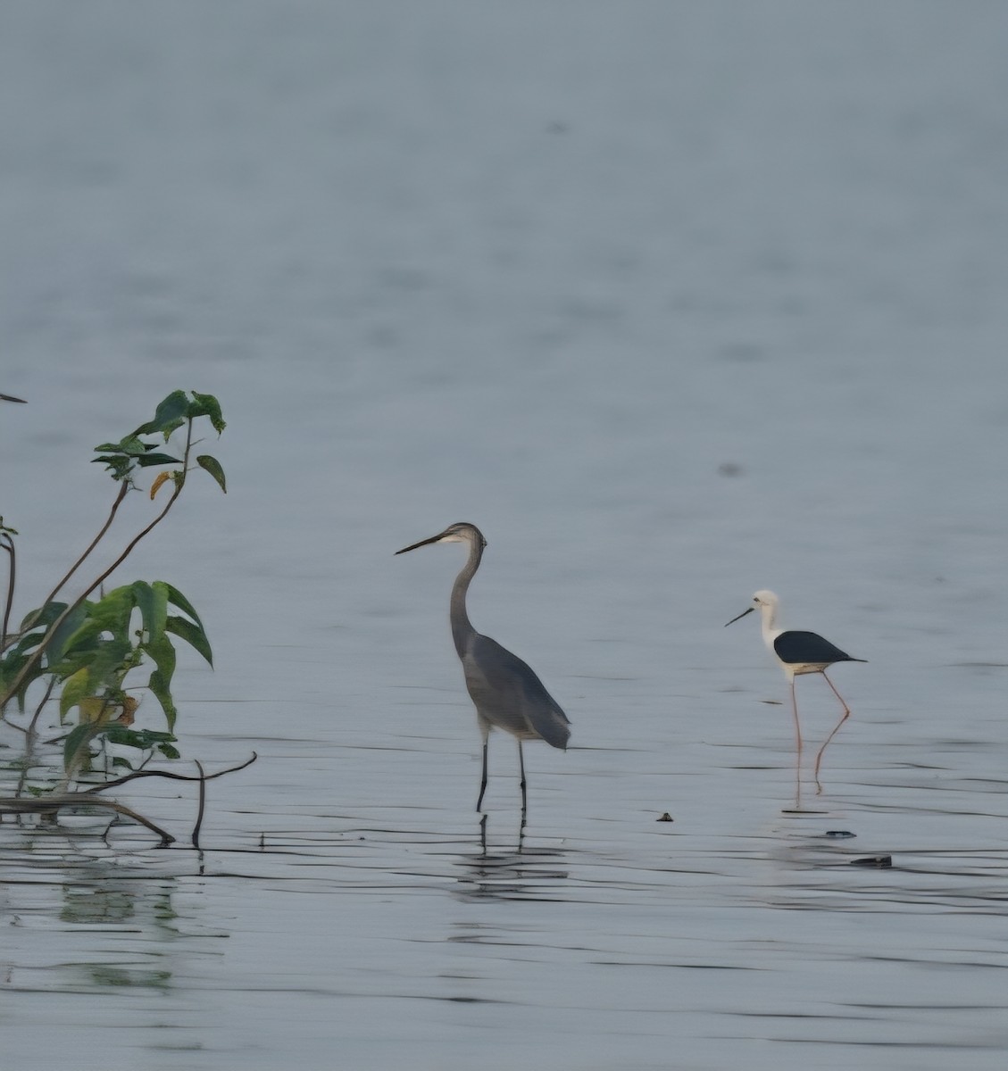 volavka přímořská - ML643588267