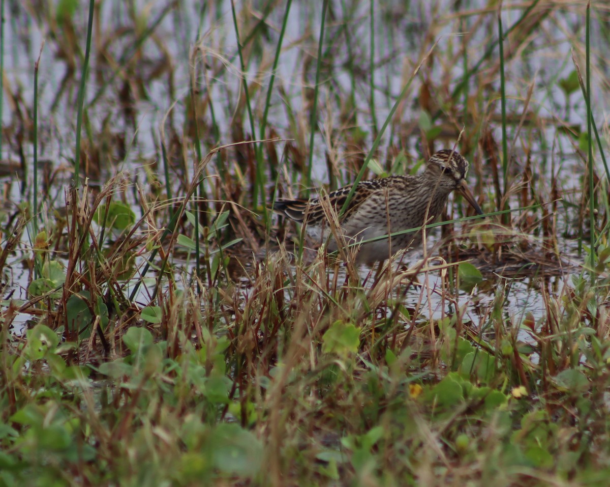 Pectoral Sandpiper - ML643588285