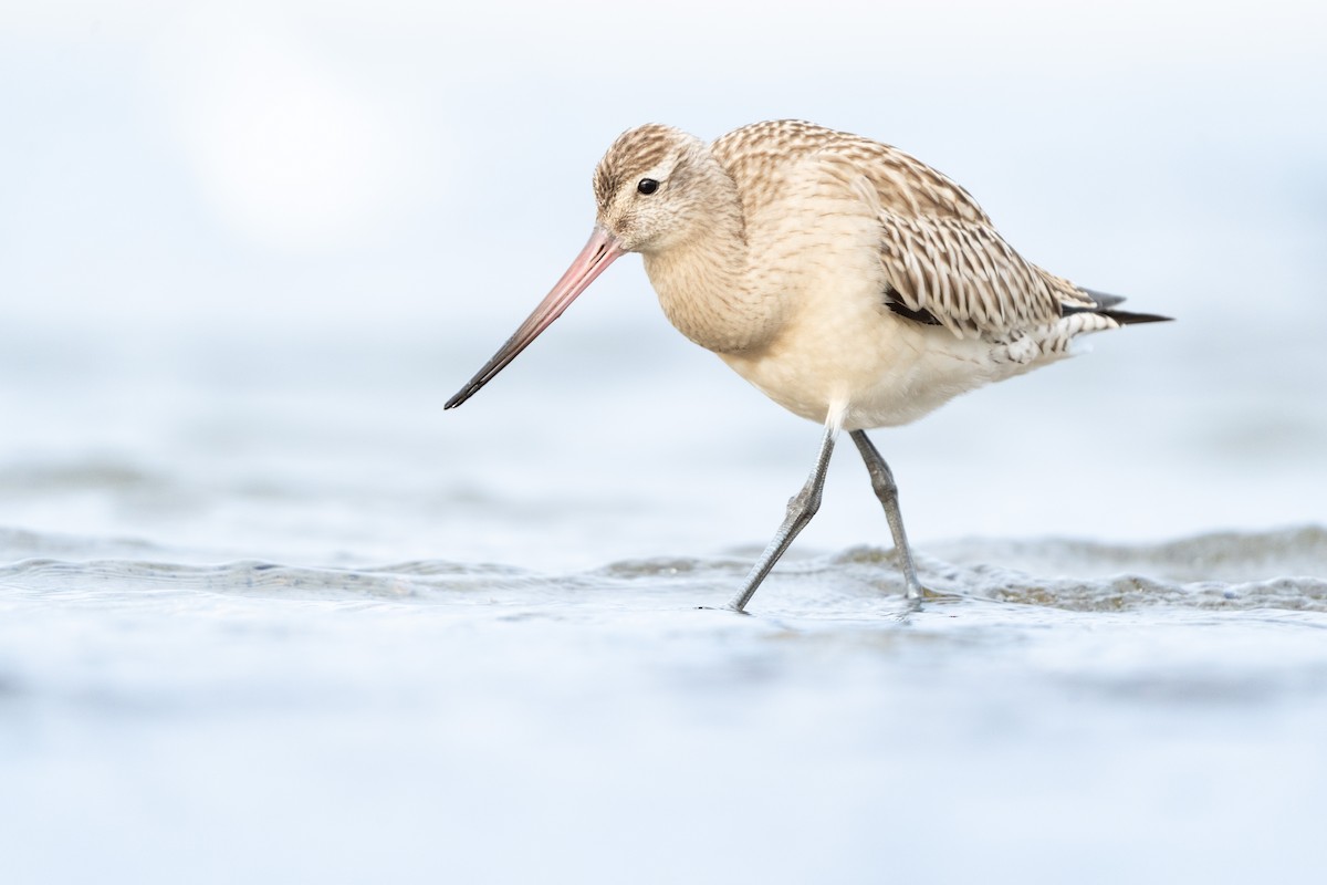 Bar-tailed Godwit - ML643588292
