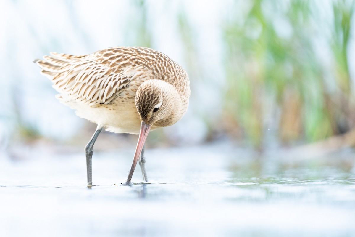 Bar-tailed Godwit - ML643588294