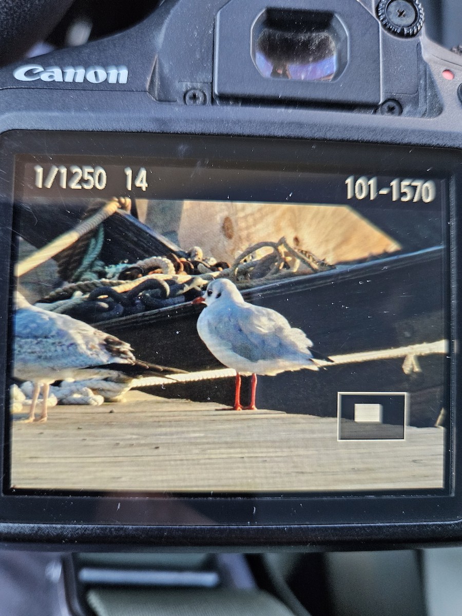 Black-headed Gull - ML643588303