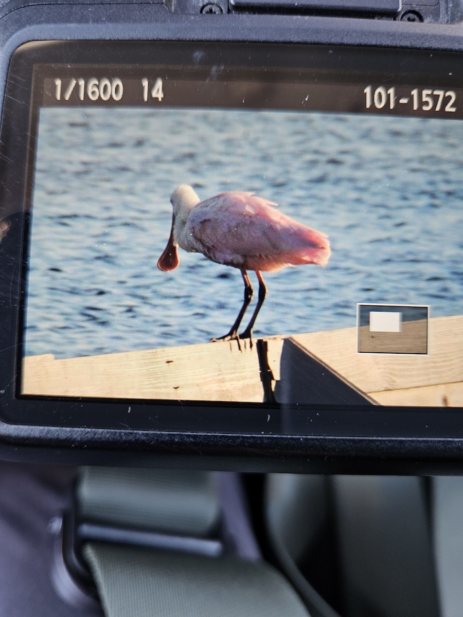 Roseate Spoonbill - ML643588307