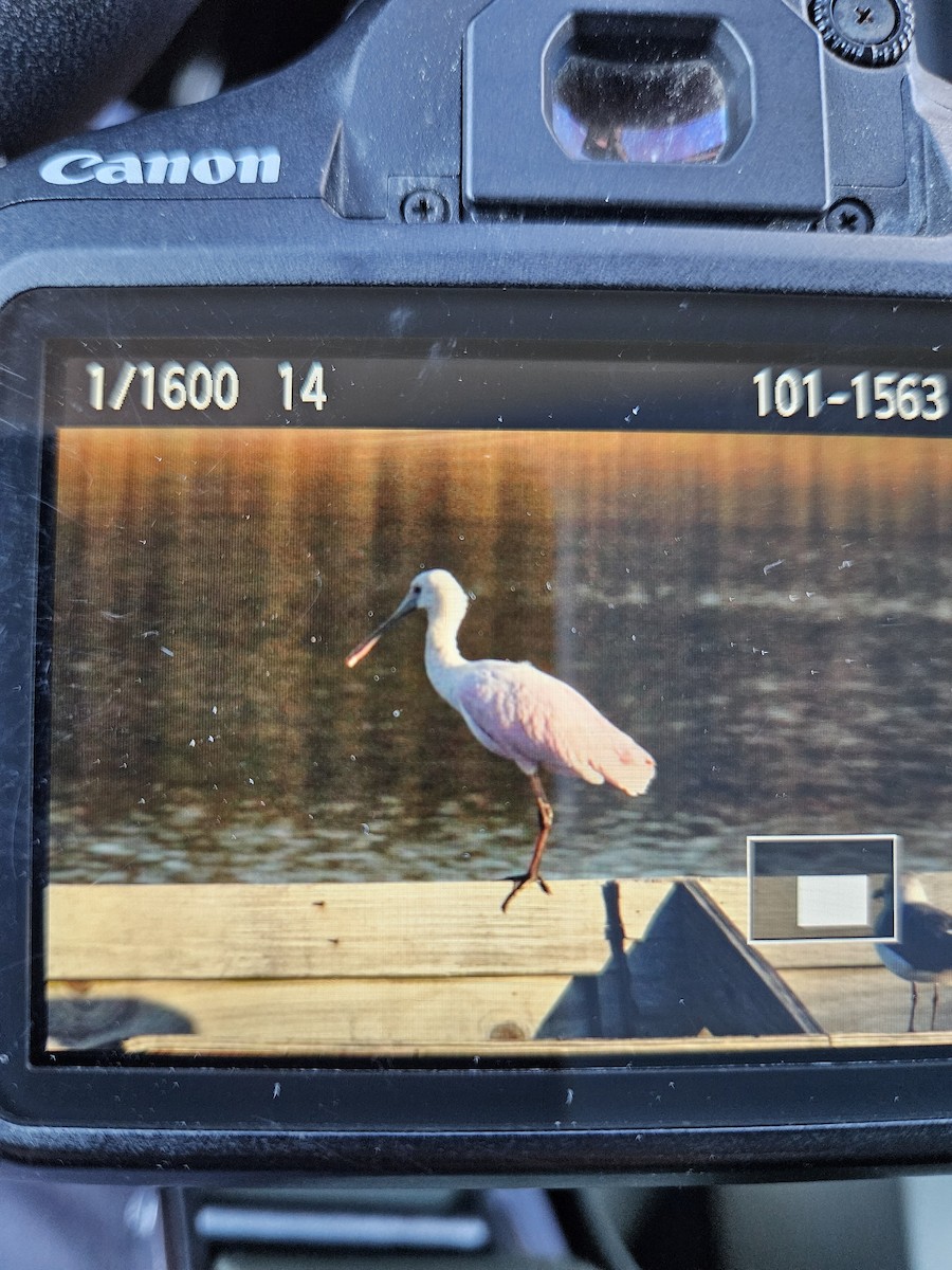 Roseate Spoonbill - ML643588308