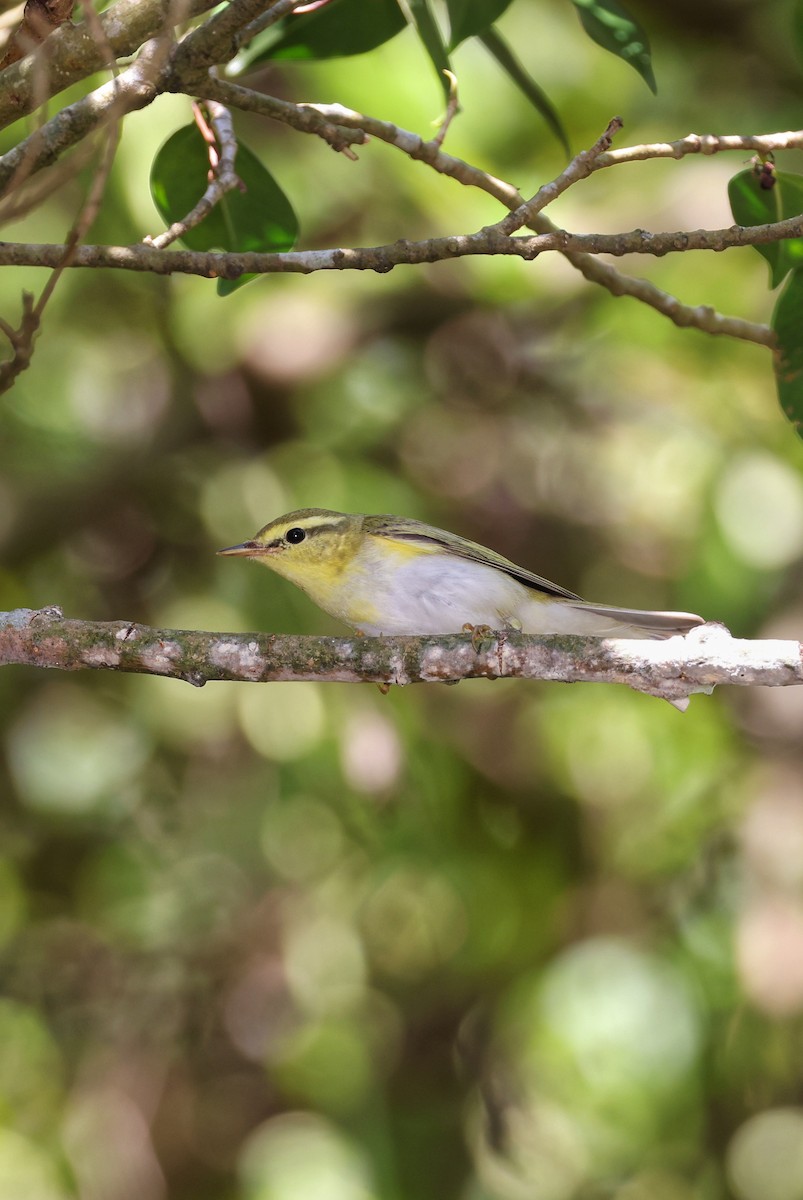 Wood Warbler - ML643588309