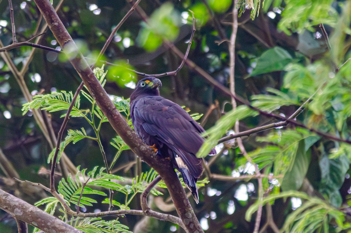 Hook-billed Kite - ML643588311