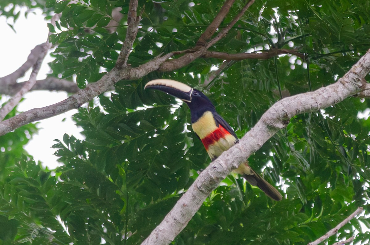 arassari černokrký - ML643588315