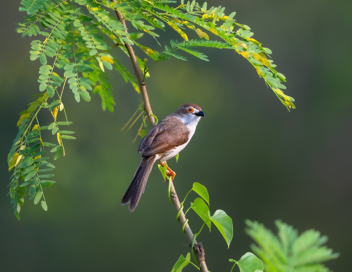 Yellow-eyed Babbler - ML643588318