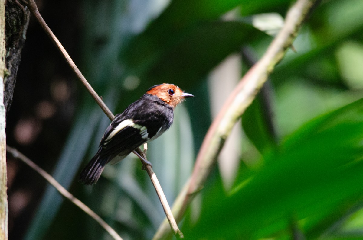 Black-chested Tyrant - ML643588322