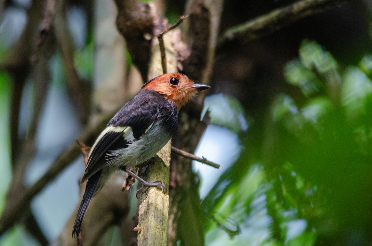 Black-chested Tyrant - ML643588325