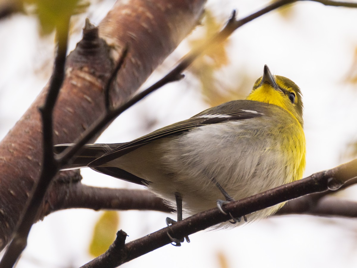 Yellow-throated Vireo - ML643588329