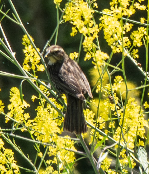 Yellow-winged Blackbird - ML643588335