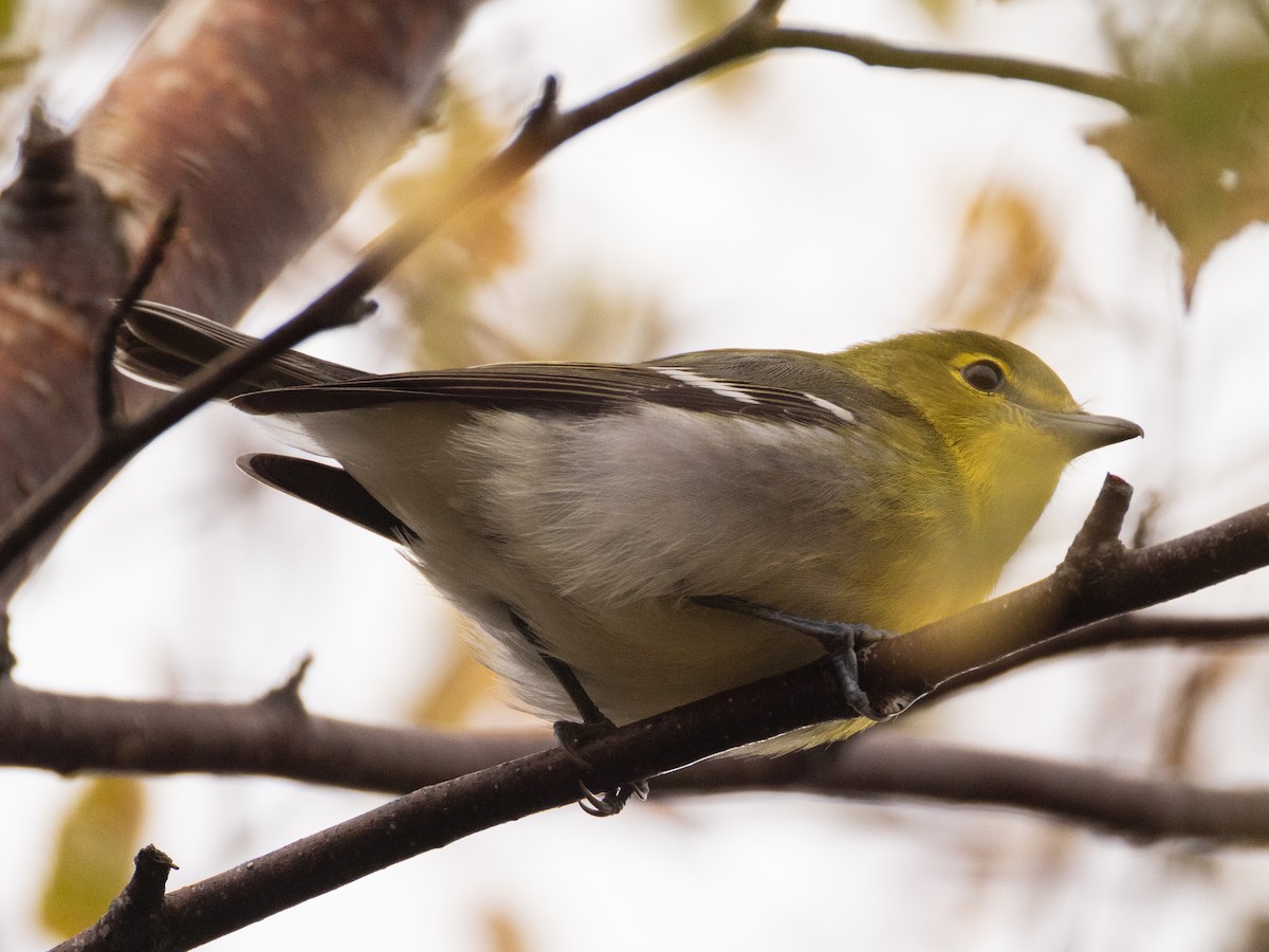 Yellow-throated Vireo - ML643588340