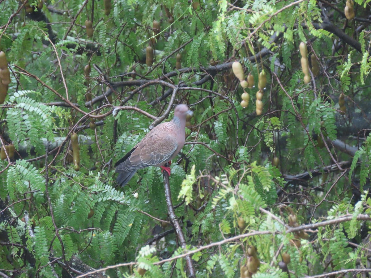 Picazuro Pigeon - ML643588341