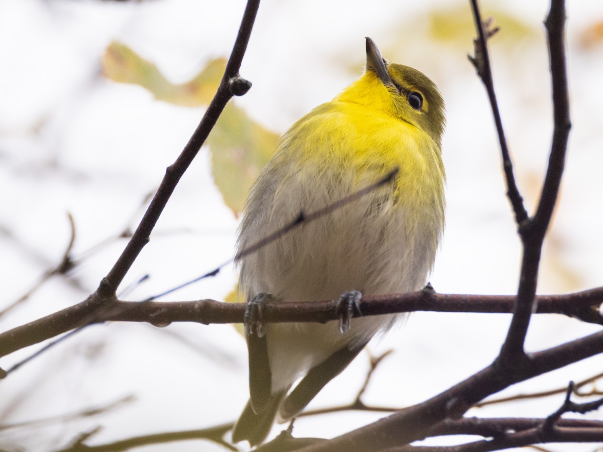 Yellow-throated Vireo - ML643588345