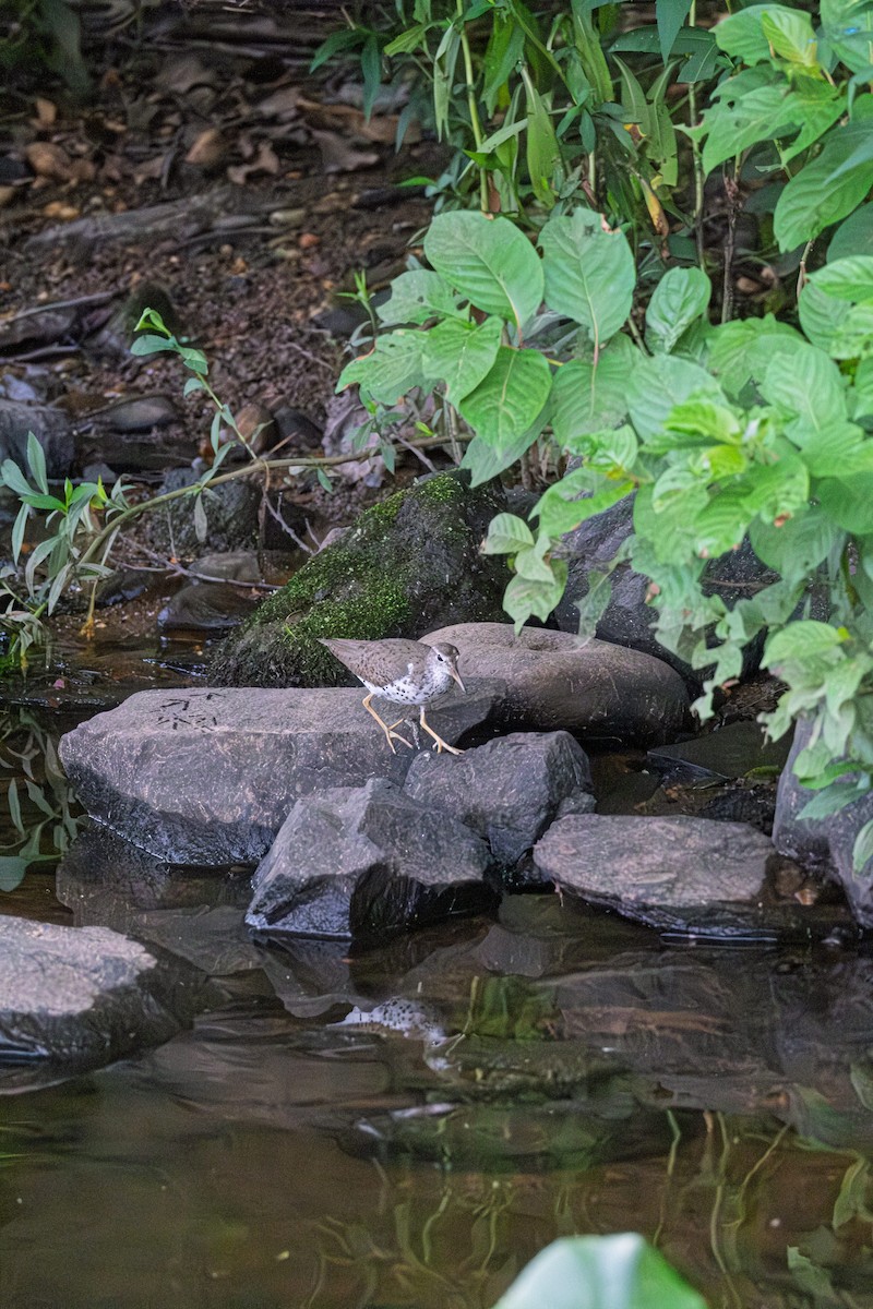 Spotted Sandpiper - ML643588348