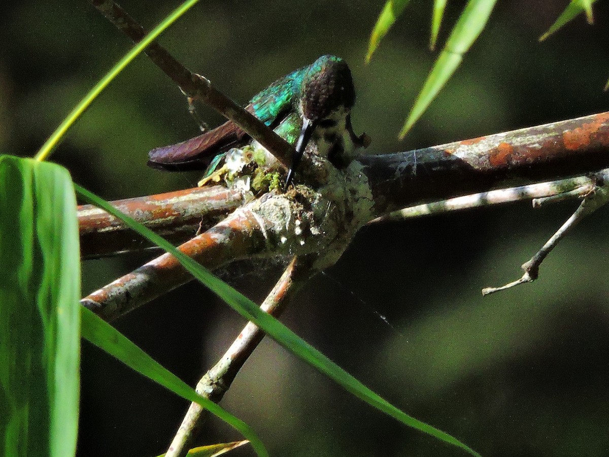 Schwarzbrust-Mangokolibri - ML643588353