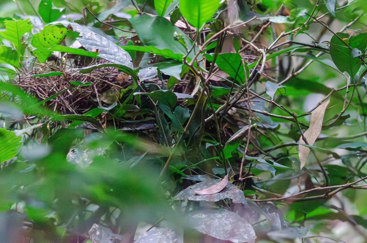 Ruddy Spinetail - ML643588357